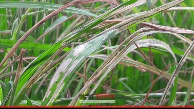 আমন ক্ষেতে পোকার আক্রমণ