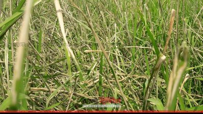 আমন ক্ষেতে পোকা: কৃষি কর্মকর্তাদের মাঠে না থাকার অভিযোগ কৃষকদের