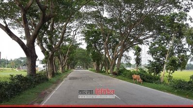 শতবর্ষী গাছগুলো রেখেই হবে যশোর-বেনাপোল মহাসড়কের কাজ