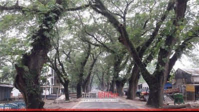 যশোর-বেনাপোল মহাসড়কের দু&rsquo;ধারে শতবর্ষী গাছ 