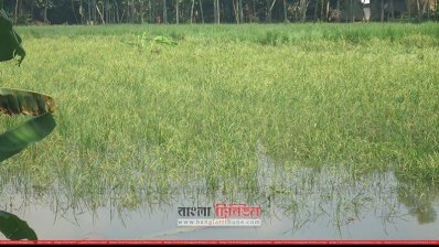 মাগুড়ায় আমন ধান ক্ষেত পানির নিচে 