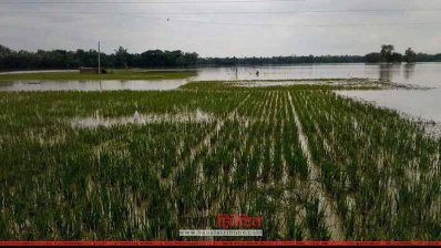  ফেনীতে সাড়ে চার হাজার হেক্টর আমন ধান পানির নিচে