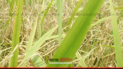 নীলফামারীতে আমন ধানে পোকা, হতাশ কৃষক