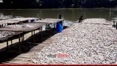 আত্রাইয়ে শুঁটকি বানানোয় ব্যস্ত চাষিরা