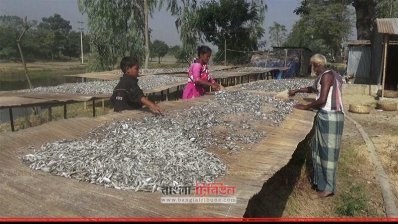 আত্রাইয়ে শুঁটকি বানানোয় ব্যস্ত চাষিরা  