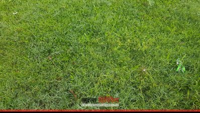 গাছের পাতা ও ঘাসে জমে শিশির