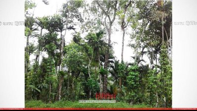 খাসিয়াদের জমিতে চা বাগানের পরিকল্পনা আ.লীগ নেতার, আতঙ্কে ২৭০ পরিবার