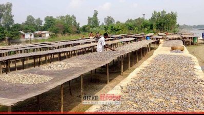 আত্রাইয়ে শুঁটকি বানানোয় ব্যস্ত চাষিরা  