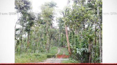 খাসিয়াপুঞ্জির এই জায়গায় চা বাগান গড়ে তোলার পরিকল্পনা করেছেন আ.লীগ নেতা 