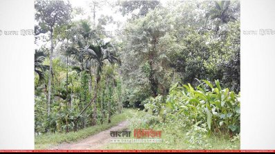 খাসিয়াদের জমিতে চা বাগানের পরিকল্পনা আ.লীগ নেতার, আতঙ্কে ২৭০ পরিবার
