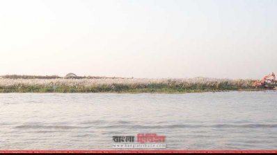 পদ্মার পাড়ে কাশের সমারোহ 