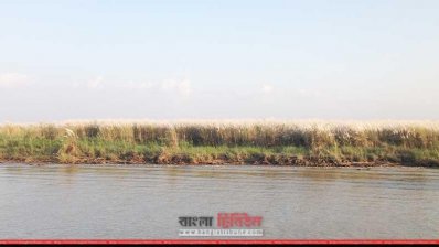 পদ্মার পাড়ে কাশফূলের সমারোহ 