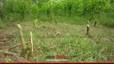 বিভিন্ন প্রজাতির ১৫০টি গাছ কেটে ফেলেছে দুর্বৃত্তরা