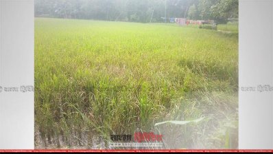 আমন ক্ষেতে পোকা