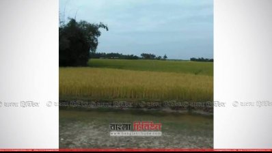 হরিতলা গ্রামের বাড়ি ও ধানক্ষেত 
