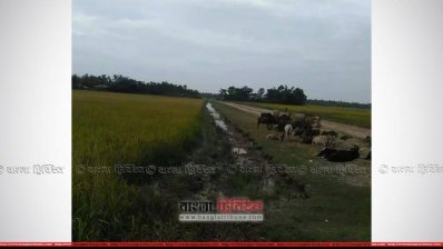 হরিতলা থেকে সাহেব বাজারের দিকে যাওয়ার রাস্তা