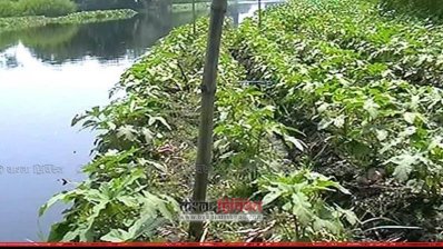 ধাপ চাষাবাদ পদ্ধতি (ছবি: গোপালগঞ্জ সংবাদদাতা)