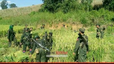 রোহিঙ্গাদের ধান কাটছে মিয়ানমার সেনাবাহিনী 
