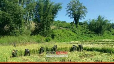 রোহিঙ্গাদের ধান কাটছে মিয়ানমার সেনাবাহিনী