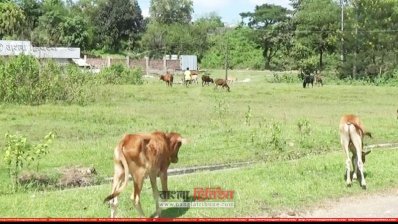 বিসিক নগরী এখন গো-চারণ ভূমি