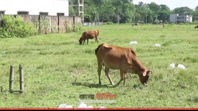 বিসিক নগরী এখন গো-চারণ ভূমি