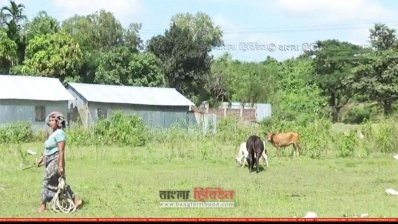 বিসিক নগরী এখন গো-চারণ ভূমি