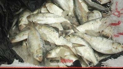 কাভার্ডভ্যানে বহন করা জাটকা ইলিশ