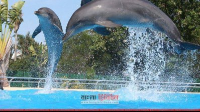 সুন্দরবনে ডলফিন সংরক্ষণ শুরু (ছবি: মংলা প্রতিনিধি)