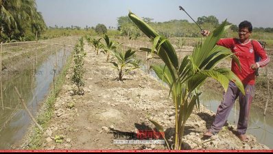 ভিয়েতনামের খাটো জাতের নারিকেল গাছ (ছবি: প্রতিনিধি)
