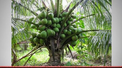 ভিয়েতনামের খাটো জাতের নারিকেল গাছ (ছবি: সংগৃহীত)