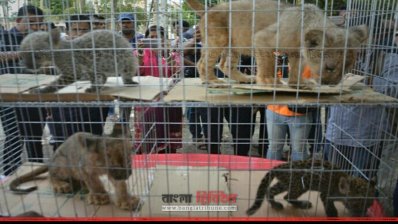 যশোরে একটি গাড়ি থেকে উদ্ধার করা হয় বাঘ-সিংহের চারটি ছানা