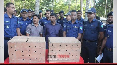 প্রাডো গাড়িতে দুটো বাক্সে করে বাঘ-সিংহের ছানাগুলো পাচারের চেষ্টা করা হয়। এসময় আটক করা হয় দুই যুবককে।