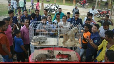 যশোরে উদ্ধার করা বাঘ-সিংহের শাবকগুলো দেখতে কর্মকর্তা ও উৎসাহী জনতার ভিড়।