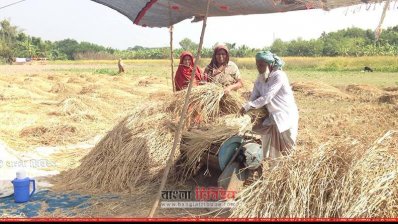 স্ত্রী ও মেয়েকে নিয়ে ধান মাড়াই করছেন কৃষক