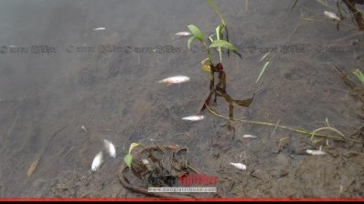 শ্রীমঙ্গলে শত্রুতার জেরে মাছের ঘেরে বিষ প্রয়োগ