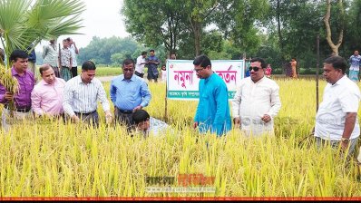 কুমিল্লায় ধান কেটে নবান্ন উৎসবের উদ্বোধন করেন জেলা প্রশাসকসহ অতিথিরা