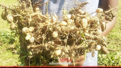 বাদামের বীজ , ফলন কম 