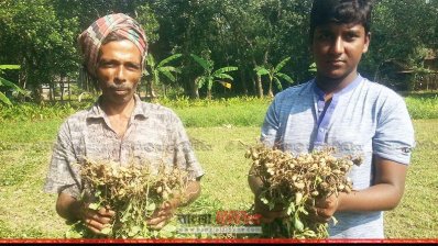 বাদামের বীজ সংগ্রহের পর হতাশা প্রকাশ করেছেন চাষিরা 