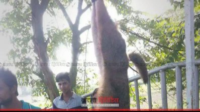 জবাই করার পর ঝুলিয়ে রাখা শিয়াল