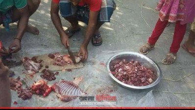 শিয়ালের মাংস প্রক্রিয়াকরণ