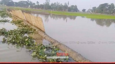 নতুন করে বীজতলা তৈরির জমি