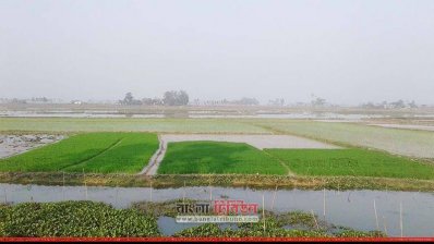 নতুন করে বীজতলা তৈরির জমি