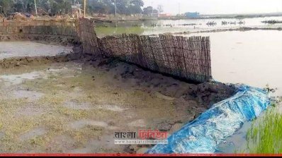 বীজতলা রক্ষায় কৃষকদের চেষ্টা