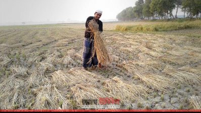ধান কাটা ও মাড়াইয়ে ব্যস্ত সময় কাটছে কুষ্টিয়ার কৃষকদের