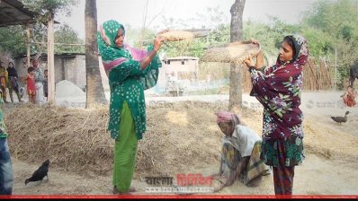 চাষিদের ঘরে ঘরে চলছে ধান মাড়াইয়ের কাজ