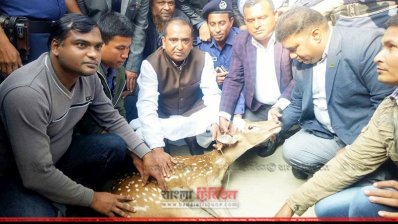 ভোলায় উদ্ধার হওয়া চিত্রা হরিণ