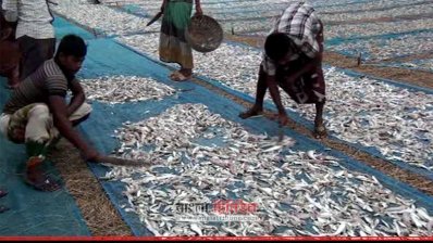দুবলার চরে শুটকি পল্লিতে শিশুশ্রম