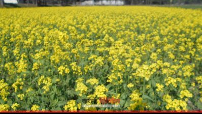 ক্ষেত জুড়ে হলুদের সমারোহ, কৃষকের মুখে হাসি