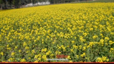 সরিষা ক্ষেত