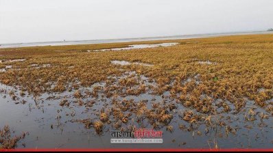 ডুবে যায় পাকা ধান